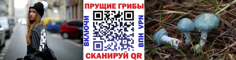 kraken ONION  Верещагино  Галлюциногенные грибы Cubensis 